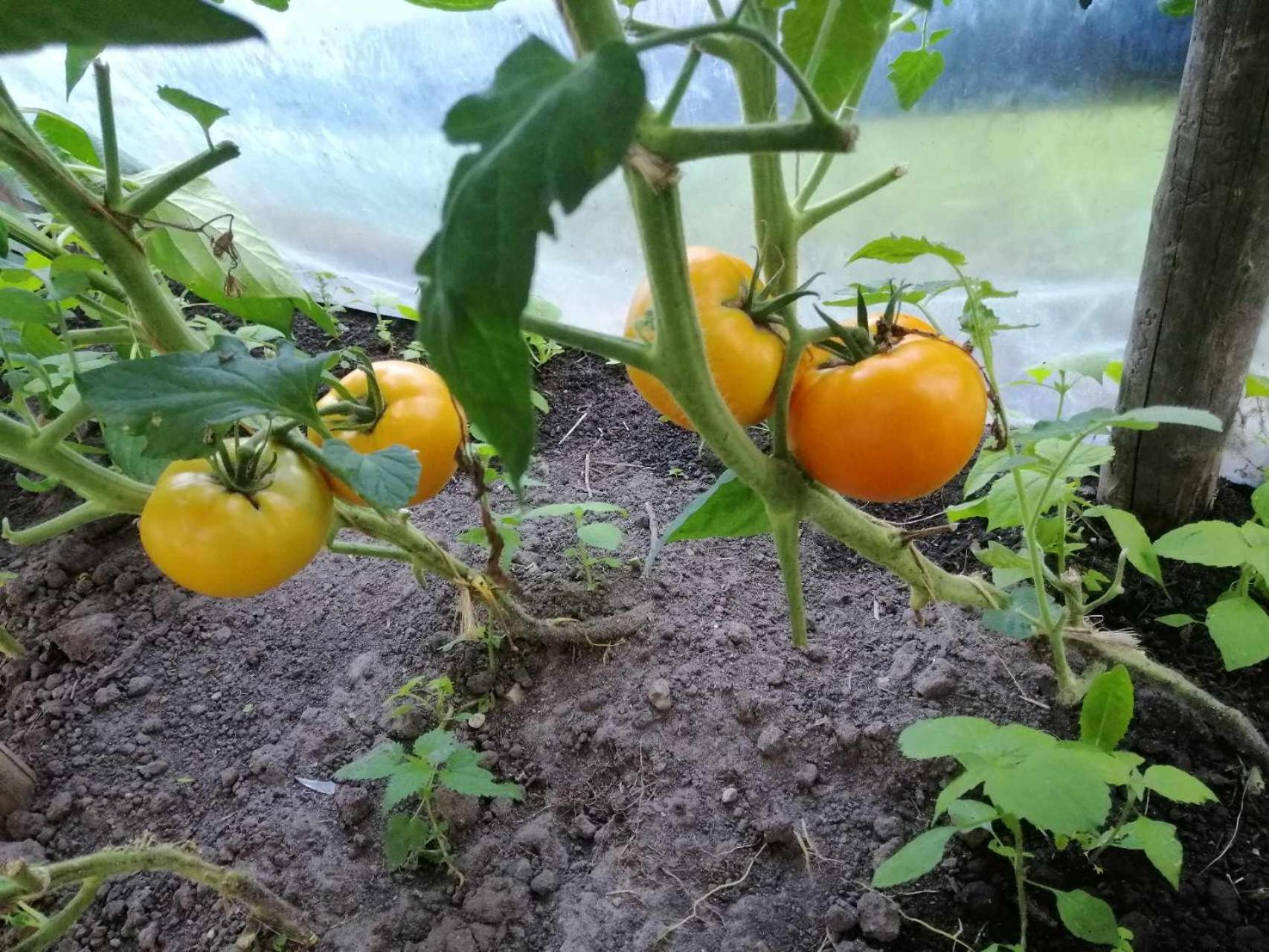 Nowy Berezów Agroturystyka Przy Rajskim Sadzie מראה חיצוני תמונה
