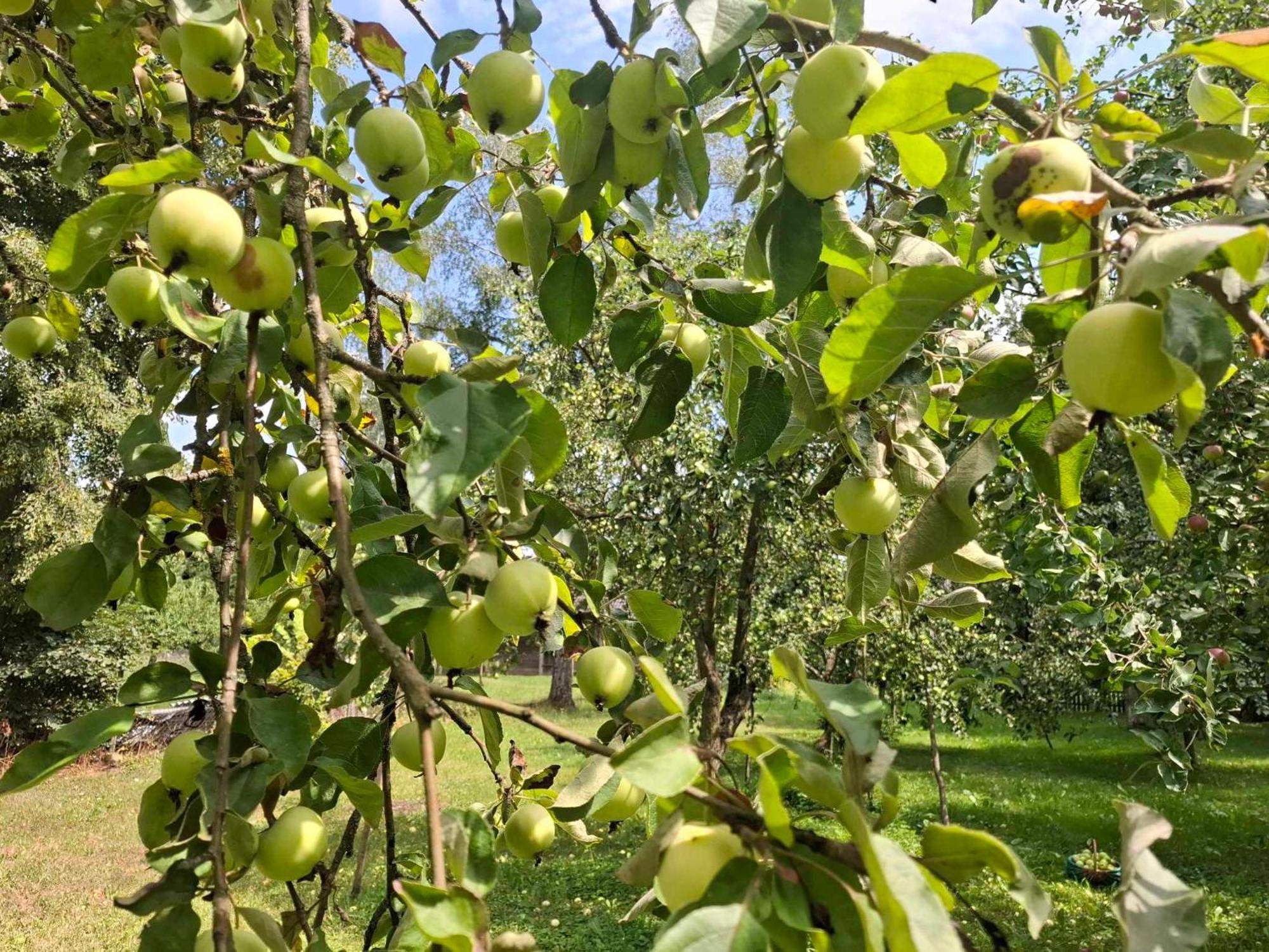 Nowy Berezów Agroturystyka Przy Rajskim Sadzie מראה חיצוני תמונה